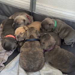 Colorful Collars Pick A Color Different Sizes 