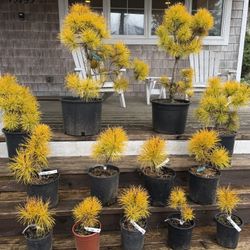 The Wait Is OVER - Chief Joseph Pines Have Arrived!!