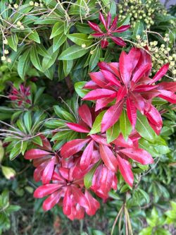 🔥 Fire Mountain Pieris (Pieris japonica) – 5 Gallon Pot