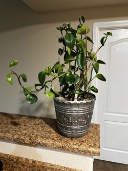 ZZ house plant