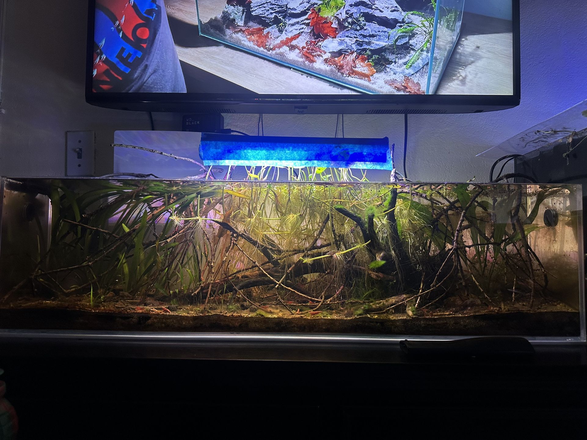 12 Gallon Rimless Fish Tank