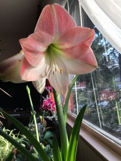 Amaryllis flower