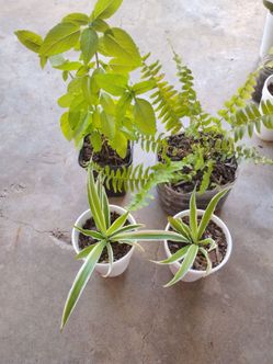 Plantas de albacar $4__helecho$5__las rayadas$2 cada una