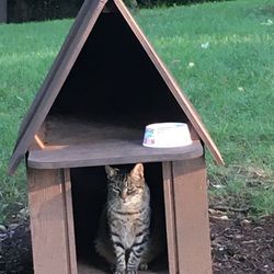 Cat Small Dog House Outside Custom Made (5 Available)