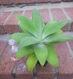 Small Agave plant