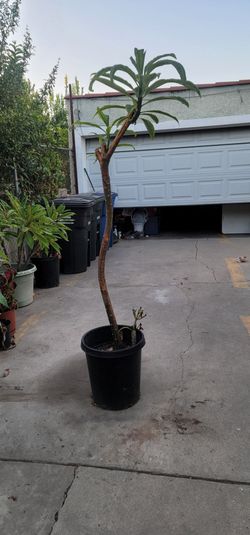 Plumeria