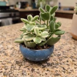 Bear Paws - Succulent 