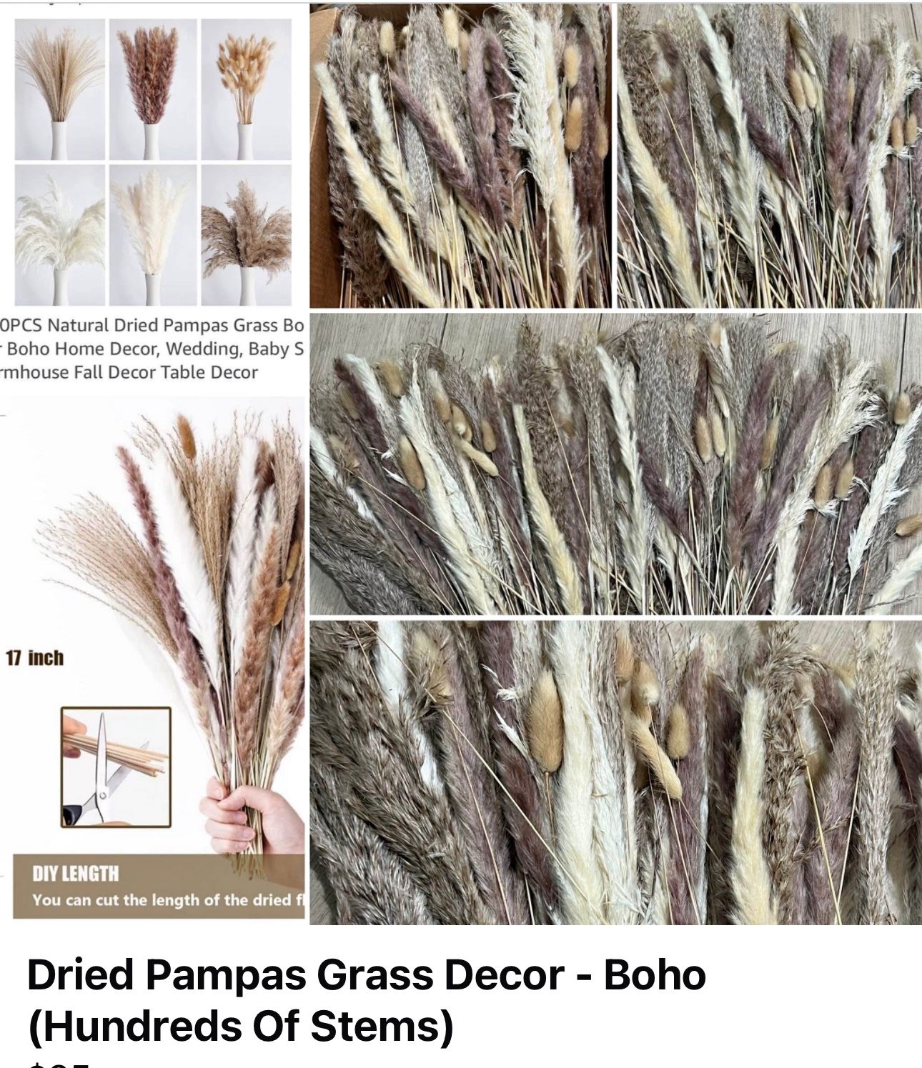 Dried Pampas Grass