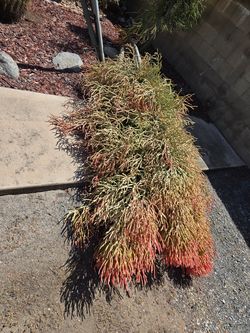 FIRE PENCIL FIRESTICK CACTUS 7 FOOT TALL