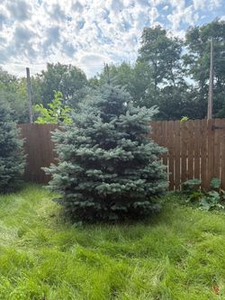 Pine trees