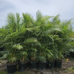 arecas podocarpus  over 8 feet tall Instant  privacy Hedge for fence 