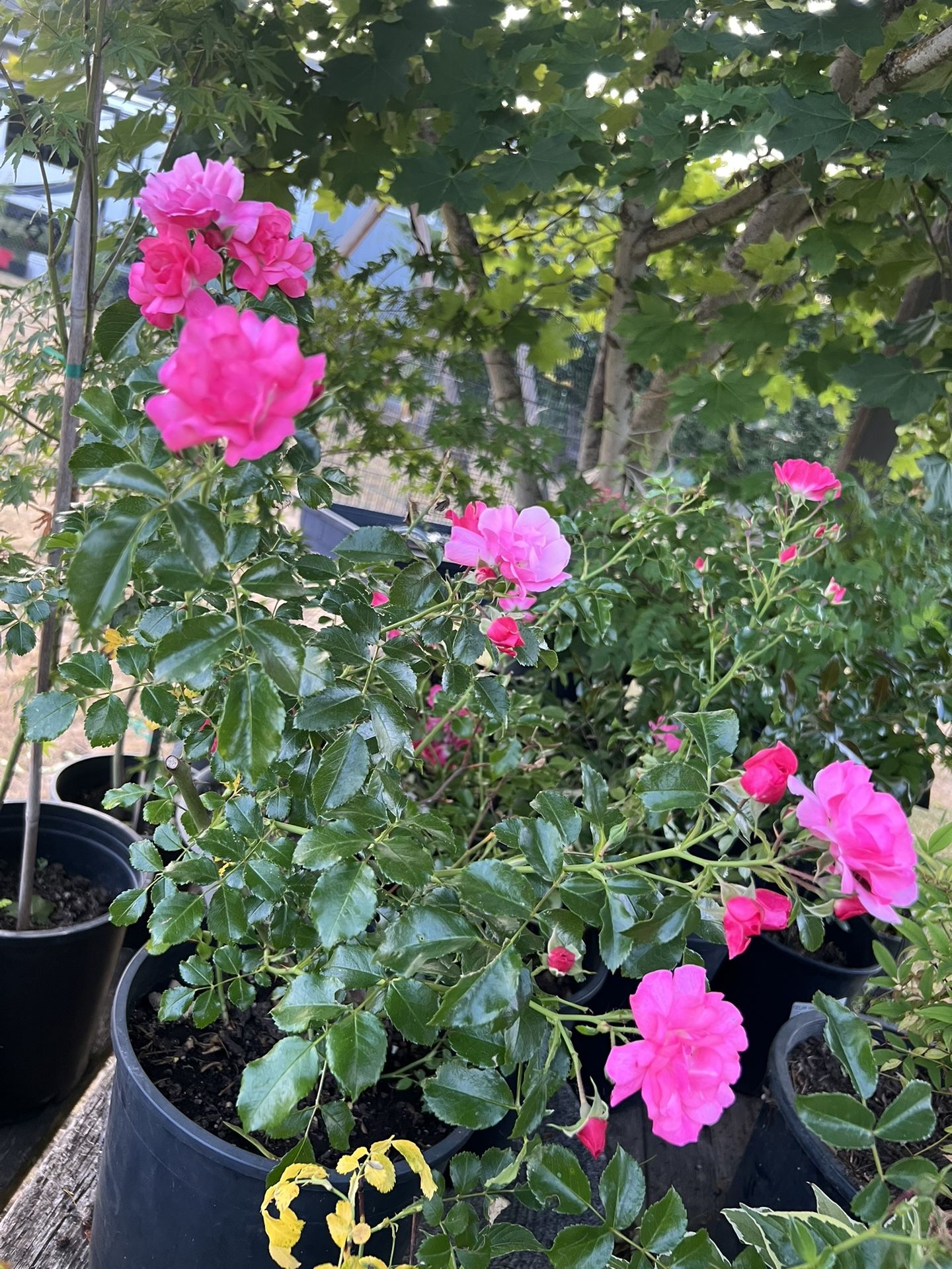 roses