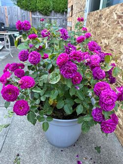 🌹 EBB TIDE ROSE — DEEP PURPLE & FRAGRANT!