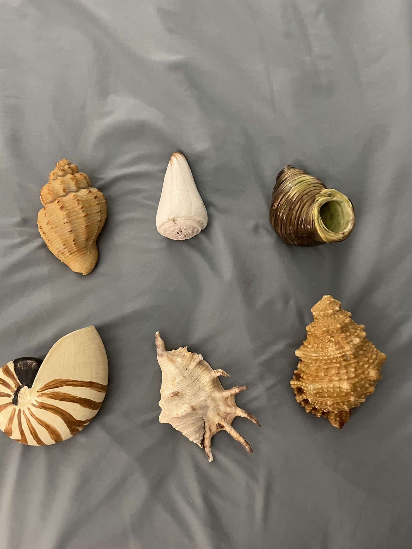 Assorted Seashells