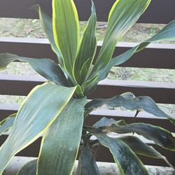 Golden Heart / Corn Plant With Ceramic Pot