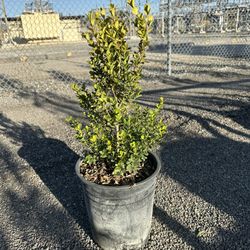 Japanese Boxwood