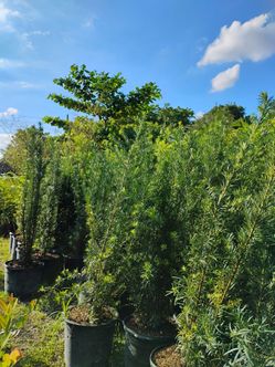 Podocarpus privacy hedges starting from $26