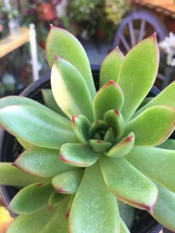 Succulents 4” variegated