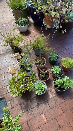 Succulents