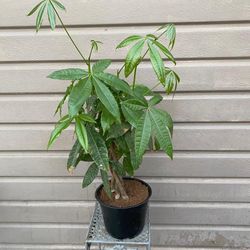 8” Money Tree