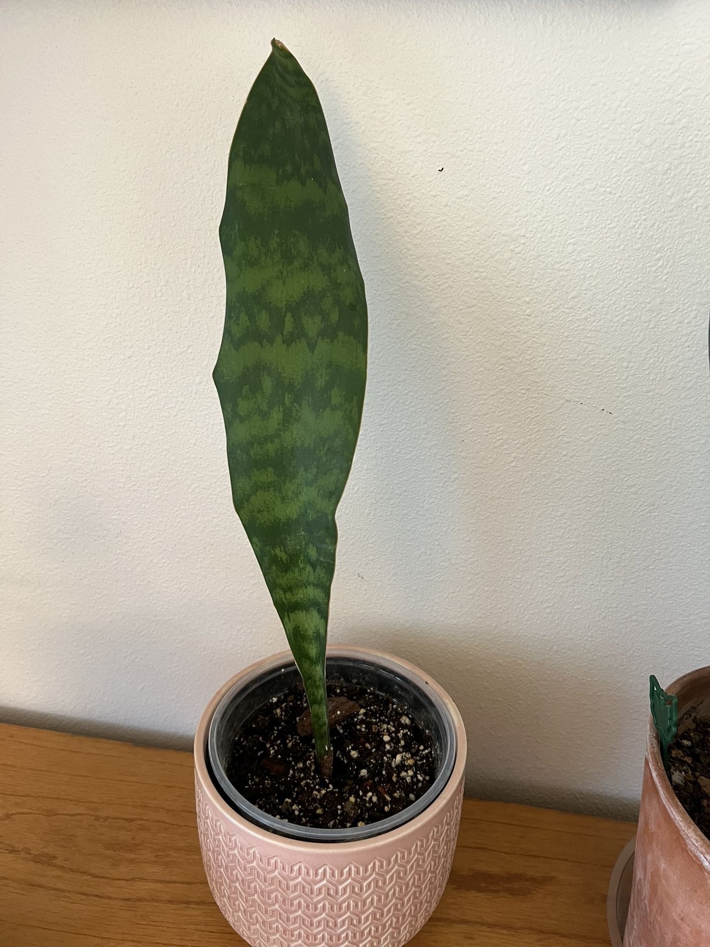 Whale Fin House Plant