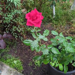 Butiful Red Rose