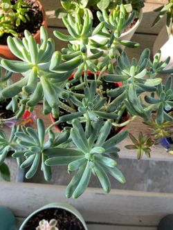 Succulent Plant
