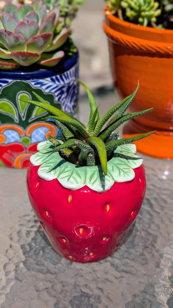 Potted Succulents