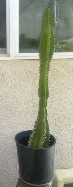  Healthy Succulents….Almost All Are In A  1Gl  Pot…$15.00 EA.. Firm 