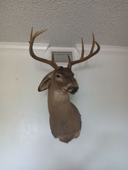 Man-cave decor Deer Mount Taxidermy