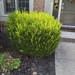 Boxwood 