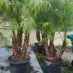 Spectacular Robollinis Palms About 6 Feet Tall!!! Fertilized 