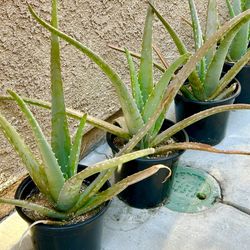 Many Live Plant Varieties and Sizes