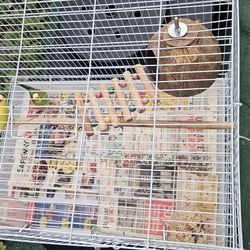 Cage