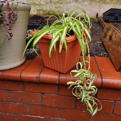 Spider Plant FREE(pot not included)