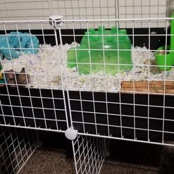 Guinea Pig Cage