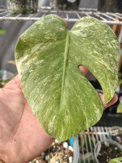 Monstera white snow