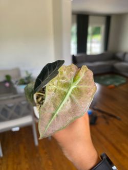Alocasia Pink Polly Mint