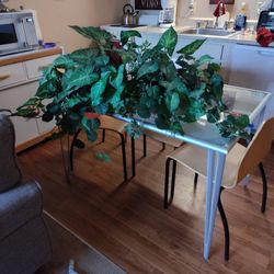 $50 - Large Beautiful Artificial Plant For Your Home Or Office Decor