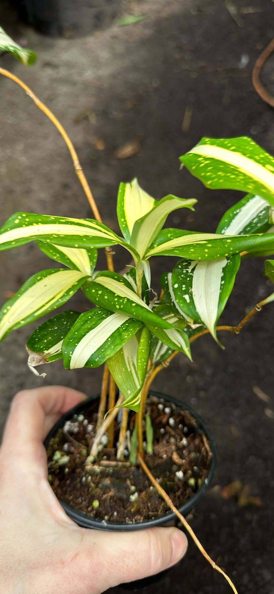 Dracaena Japanese Bamboo Plant