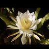 Peonie