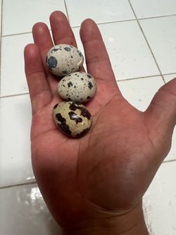 Quail Eggs for Sale