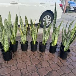 Snake Plant 10$ Each