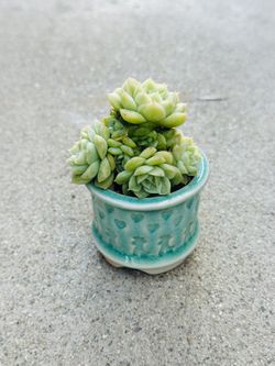 Succulents plants 🪴
