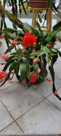 Red Cactus Orchid 