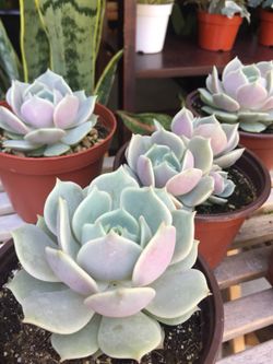 Succulents 4”