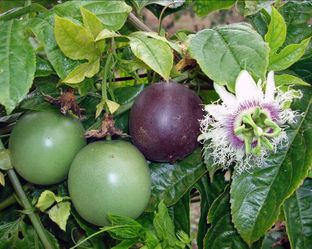 Purple Passion Fruit Plant