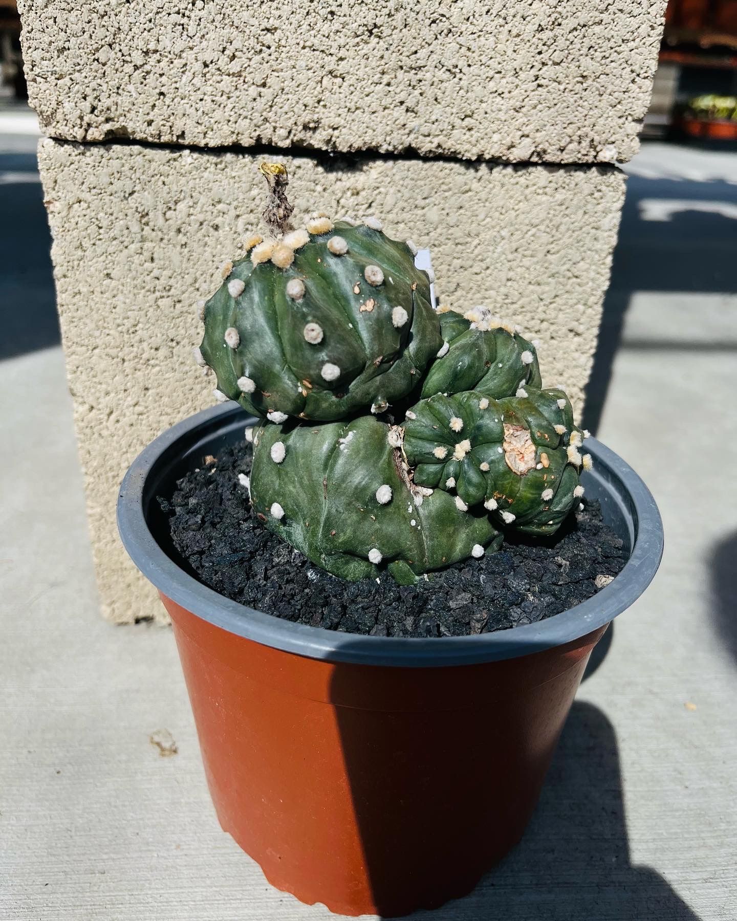 Astrophytum Asteria Cactus Imported