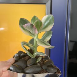 Housplant Verigated Jade Plant