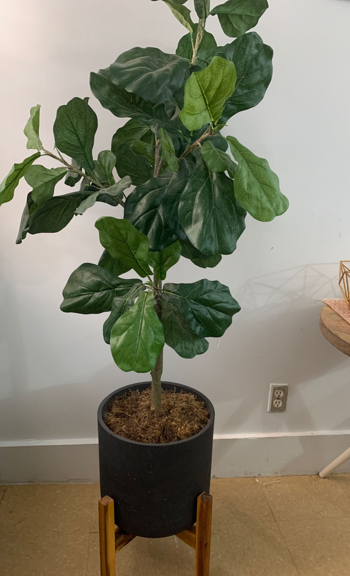 Mid century modern Fig tree plant in wooden leg cement pot